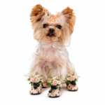 Denim Star Dog Booties with Floral Arrangement, Cowboy Wedding Pet Shoes, Dog Wedding Attire, Country Wedding Dog Accessories, Pomeranian Puppy Wedding