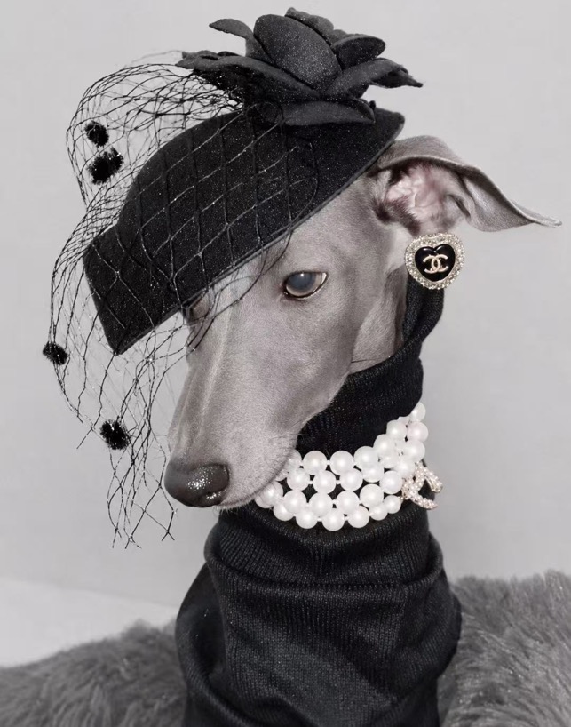 Saelher pet fashion collection